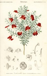 Červená leschenaultia, Leschenaultia formosa., 1849 (rytina) od Unbekannter Künstler