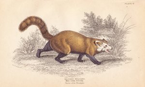 Panda červená, Ailurus fulgens. Zranitelná. Z exempláře v Muzeu Linnéovy společnosti. Ručně kolorovaná ocelorytina od Lizarse podle ilustrace Charlese Hamiltona Smithe z Naturalist