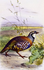 Koroptev polní, asi 1850 (litografie) od Unbekannter Künstler