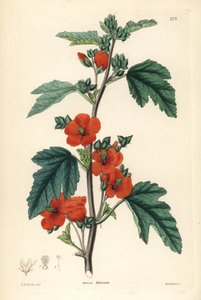 Červená fialová - Globemallow, Sphaeralcea miniata (Vermilion-flowered mallow, Malva miniata). Weddellova ručně kolorovaná mědirytina podle Edwina Daltona Smithe z knihy John Lindley and Robert Sweet