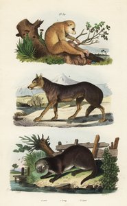 Loris štíhlý, Loris tardigradus ohrožený 1, vlk, Canis lupus 2 a vydra říční, Lutra lutra 3 od Unbekannt