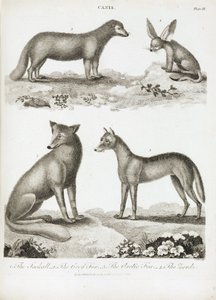 Renards a chacals od Unbekannt