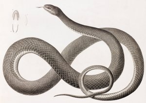 Plazi: detailní obrázky ilustrace hada od Unbekannt