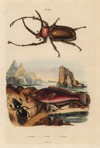 Nosorožec vruboun, Golofa porteri 1, jizva krétská, Scarus creticus 2 a Scarites buparius brouk 3 od Unbekannt
