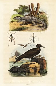 Agama skalní a parazitický jaeger., 1834-1839 (rytina) od Unbekannter Künstler