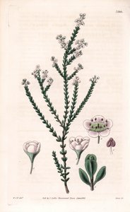 Rock thryptomene, Thryptomene saxicola (Jihozápadní Austrálie skalník keř) (Stony baeckea, Baeckea saxicola). Ručně kolorovaná mědirytina od Swana podle ilustrace Williama Jacksona Hookera z "Botanical Magazine" Samuela Curtise, Londýn. od Unbekannter Künstler