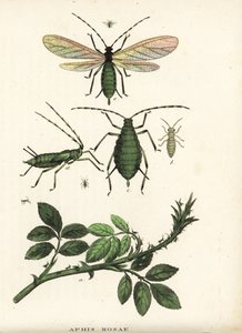 Mšice růžová, Aphis rosae, na růžovém keři. Ručně kolorovaná litografie z přírodovědné galerie Georga Friedricha Treitschkeho, Naturhistorischer Bildersaal des Thierreiches, Liepzig-1842. od Unbekannter Künstler