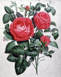 Růže, asi 1850 (rytina) od Unbekannter Künstler