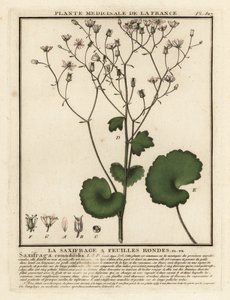Lomikámen okrouhlolistý, Saxifraga rotundifolia. od Unbekannter Künstler