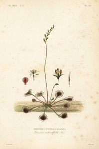 Rosnatka okrouhlolistá nebo rosnatka obecná, Drosera rotundifolia, Droserie a feuilles rondes od Unbekannt