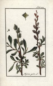 Pepř královský nebo myrta bahenní (Myrica gale). Litografie z knihy "Afbeelding der Artseny-Gewassen" od Johannese Zorna (1739-1799), Nizozemsko. od Unbekannter Künstler