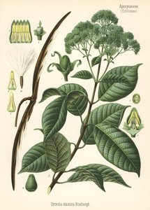 Kaučukovník, Urceola elastica. Chromolitografie podle botanické ilustrace z knihy Hermanna Adolpha Koehlera Léčivé rostliny, vydal Gustav Pabst, Koehler, Německo. od Unbekannter Künstler