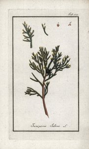 Jalovec sabinský (Juniperus sabina). Litografie z knihy "Afbeelding der Artseny-Gewassen" od Johannese Zorna (1739-1799), Nizozemsko. od Unbekannter Künstler