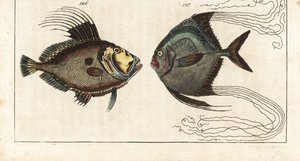 Svatý kámen (nebo mořská slepice, doree nebo zee) - ševcovská nit (nebo opeřený karangue) - John Dory, Zeus faber 126, a africký pompan, Alectis ciliaris 127. Ručně kolorovaná mědirytina z Encyklopedie přírodopisu Gottlieba Tobiase Wilhelma: Ryba, od Unbekannter Künstler
