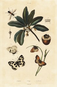 Sapodilla a můry. od Unbekannter Künstler