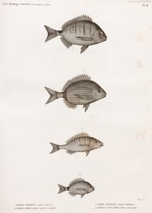 Sargue Enrouee; Obyčejný Sargue; Pagre Mormyre & Annular Sargue od Unbekannt