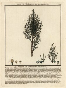 Savin jalovec nebo savin, Juniperus sabina. od Unbekannter Künstler