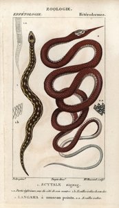 Zmije pilovitá, scytale zigzag, Echis carinatus, a madagaskarská užovka listonosá, langaha a pointu snout, Langaha madagascariensis. Ručně kolorovaná mědirytina z Jussieuova "Slovníku přírodních věd" z let 1816-1830. Svazky o rybách od Unbekannter Künstler