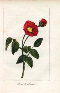 Šarlatová provensálská růžová, růže z Provins, Rosa gallica. Ručně kolorovaná mědirytina ilustrace slečny Prudhommeové z knihy "Hommage rendu a la Rose", Paříž, asi 1815. Dárková kniha s historií růže a tuctem botanických miniatur. od Unbekannter Künstler