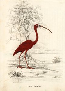 Ibis šarlatový, Eudocimus ruber (Ibis rubra). Ručně kolorovaná ocelorytina z Přírodovědné galerie Georga Friedricha Treitschkeho, Naturhistorischer Bildersaal des Thierreiches, Liepzig. od Unbekannter Künstler