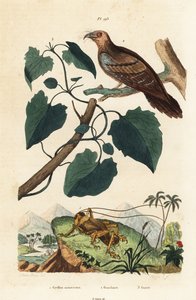 Schizodactylus monstrosus cvrček 1, olejnatý pták, Steatornis caripensis 2 a Mikania guaco liána 3 od Unbekannt