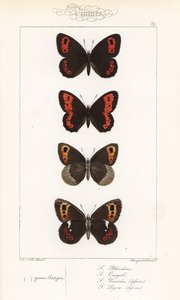 argus skotský, Erebia aethiops, kroužkovec velký, Erebia euryale, kroužkovec podzimní, Erebia neoridas (ventrálně), a hnědák arranský, Erebia ligea (ventrálně). Ručně kolorovaná ocelorytina bratří Pauquetů podle ilustrace Alexise Nicolase Noela z knihy Hip od Unbekannter Künstler