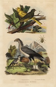 Sekretář, Sagittarius serpentarius, divocí a krotcí kanárci, Serinus canaria od Unbekannt