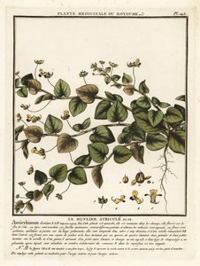 Sharpleaf cancerwort, Kickxia elatine. od Unbekannter Künstler