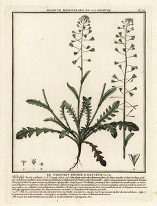 Pastýřská peněženka, Capsella bursa-pastoris. od Unbekannter Künstler