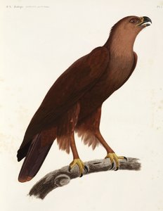 Shrill Eagle, Egypt od Unbekannter Künstler