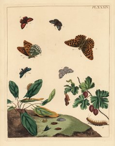 Motýl stříbřitý okáč, Argynnis paphia, můra lesní, Adscita statices, můra L. nebo angreštová, Halia vauaria, drobný motýl měděnka, Lycaena phlaeas, skokan hnědý, Erynnis tages, a keř angrešt, Ribes grossularia. Ručně kolorovaná litografie od Unbekannter Künstler