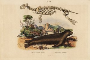 Kostra tuleně obecného, Phoca vitulina 1, a lachtana australského, Neophoca cinerea 2 od Unbekannt