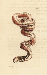Štěrbinovka, Tenagodus anguinus (Muricated serpula, Serpula muricata). Ilustrace nakreslil a vyryl Richard Polydore Nodder. Ručně kolorovaná mědirytina z knihy George Shawa a Fredericka Noddera The Naturalist