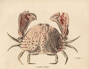 Krab hladký nebo červeně tečkovaný, Calappa calappa (Calappa lophos). Ručně kolorovaná ocelorytina A. Scippa z přírodovědné galerie Georga Friedricha Treitschkeho, Naturhistorischer Bildersaal des Thierreiches, Liepzig-1842. od Unbekannter Künstler