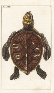 Snack Turtle nebo Scale Turtle - Strong Water od Gottlieba Tobiase Wilhelma (1758-1811), z Encyklopedie přírodopisu: Obojživelníci od Unbekannter Künstler