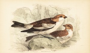 Strnad sněžný, Plectrophenax nivalis.1889 (rytina) od Unbekannter Künstler