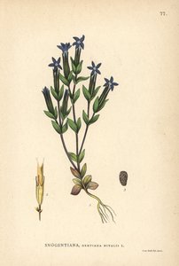 Hořec sněžný, Gentiana nivalis od Unbekannter Künstler