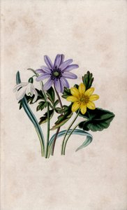 Sněženka podsněžník, sasanka modrá a vlaštovičník malý. Litografie Louisy Anne Twamleyové (1812-1895) v knize Our Wild Flower, Charles Tilt, Londýn, Anglie. od Unbekannter Künstler