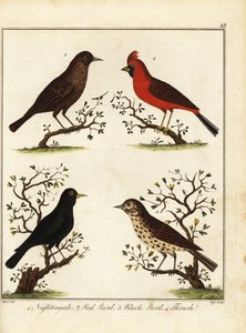 Pěvci: slavík, červený pták, černý pták a drozd. 1792 (rytina) od Unbekannter Künstler