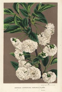 Višeň, Prunus cerasus (caproniana ranunculiflora). Ručně kolorovaná litografie z knihy Louise van Houtteho a Charlese Lemaira Květiny zahrad a skleníků Evropy, Flore des Serres et des Jardins de l