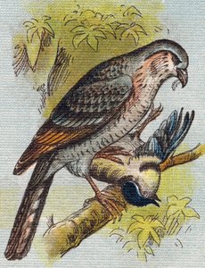 Vrabec. Rytina "Alphabet de ma petite fille". Bernardin-Bechet a Fils, knihkupci-nakladatelé, Paříž, kolem roku 1895. Nerozbitné album na plátně. Bibliotheque des Bebes. 12 stran. Album obsahující metodu čtení a názornou abecedu. Ztlumit: od Unbekannt