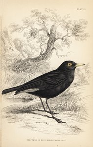 Tyran brýlový, Hymenops perspicillatus (brejlovec nebo bělokřídlý, Perspicilla leucoptera). Ručně kolorovaná ocelorytina Williama Lizarse podle ilustrace Williama Swainsona z Naturalist