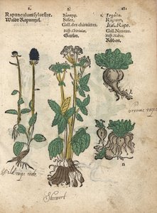 Rampion ostnitý, Phyteuma spicatum, Sium sisarum a Brassica rapa. Ručně kolorovaná dřevorytová ilustrace botanické knihy Adama Lonicera Krauterbuch, neboli Bylinářství, Frankfurt nad Mohanem. od Unbekannter Künstler