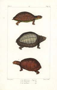 želva skvrnitá, Rhinoclemmys punctularia 1, želva indická, Lyssemys punctata 2, a želva severoafrická, Pelomedusa subrufa olivacea. Davidova ručně kolorovaná mědirytina podle ilustrace Jeana-Gabriela Pretreho z Bernu. od Unbekannter Künstler