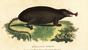 Krtek hvězdonosý, Condylura cristata., 1800 (rytina) od Unbekannter Künstler