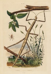 Hmyz nebo phasmids, Carausius morosus a Clonopsis gallica, a putující krab pavouk, Philodromus aureolus od Unbekannt