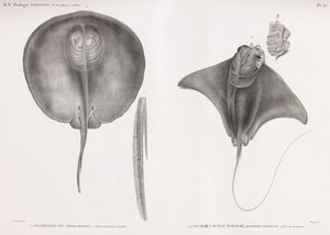 Stingray, přední a zadní od Unbekannt
