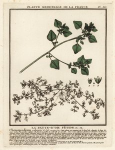 Smradlavá husí noha, Chenopodium vulvaria. od Unbekannter Künstler