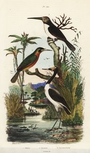 Čáp, Jabiru mycteria, žakár rufousocasý, Galbula ruficauda a žakár tříprstý, Jacamaralcyon tridactyla od Unbekannt
