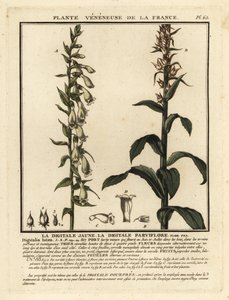 Náprstník slámový, Digitalis lutea. od Unbekannter Künstler